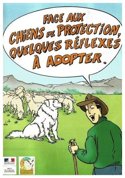 Le Patou chien de protection des troupeaux