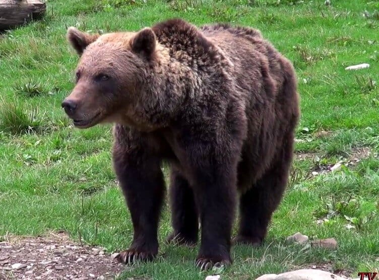L'ours des Pyrénées