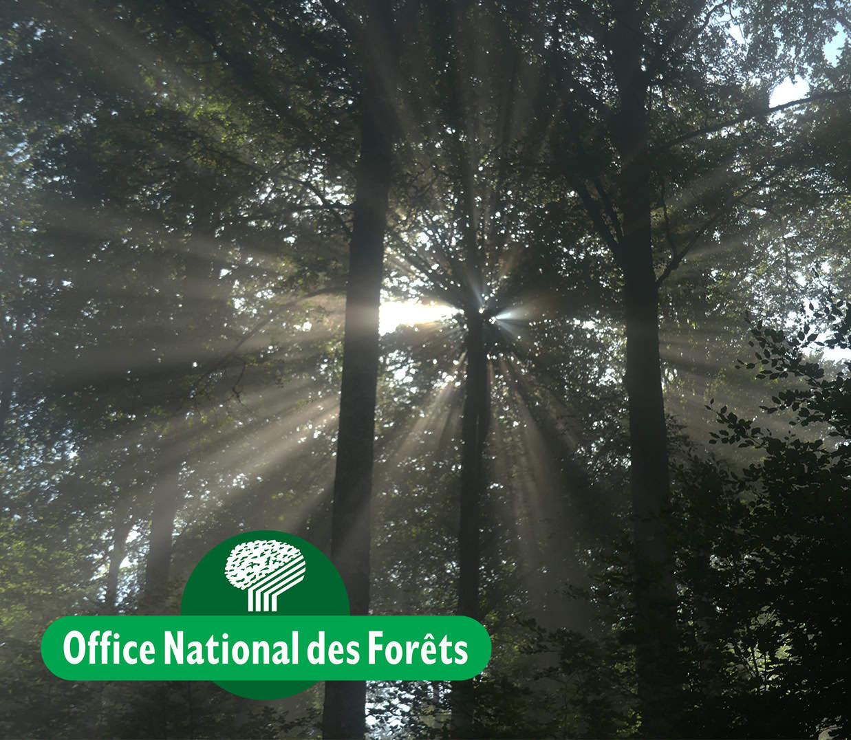 Office National des forêts